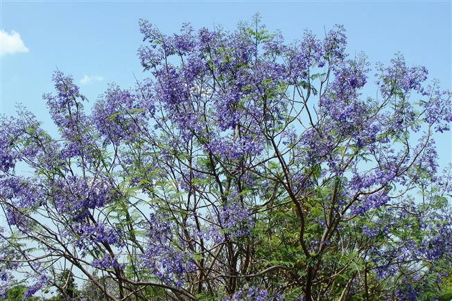 Jacaranda mimosifolia